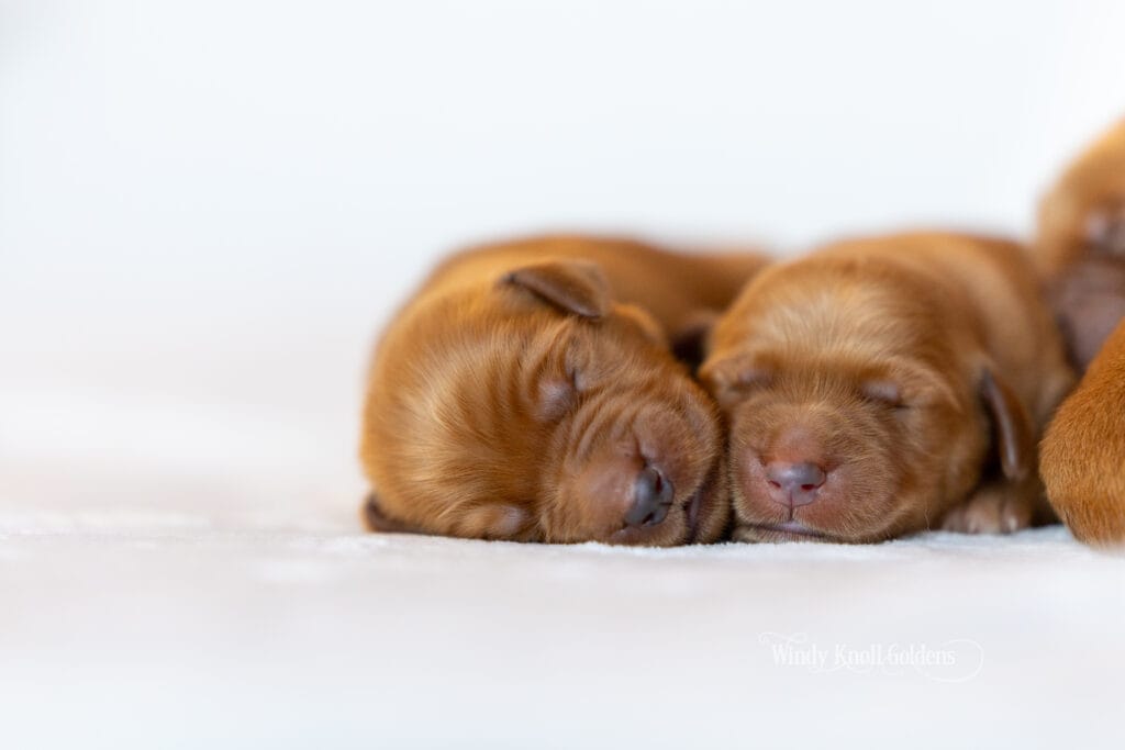 puppies