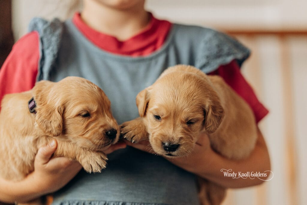 3 weeks old