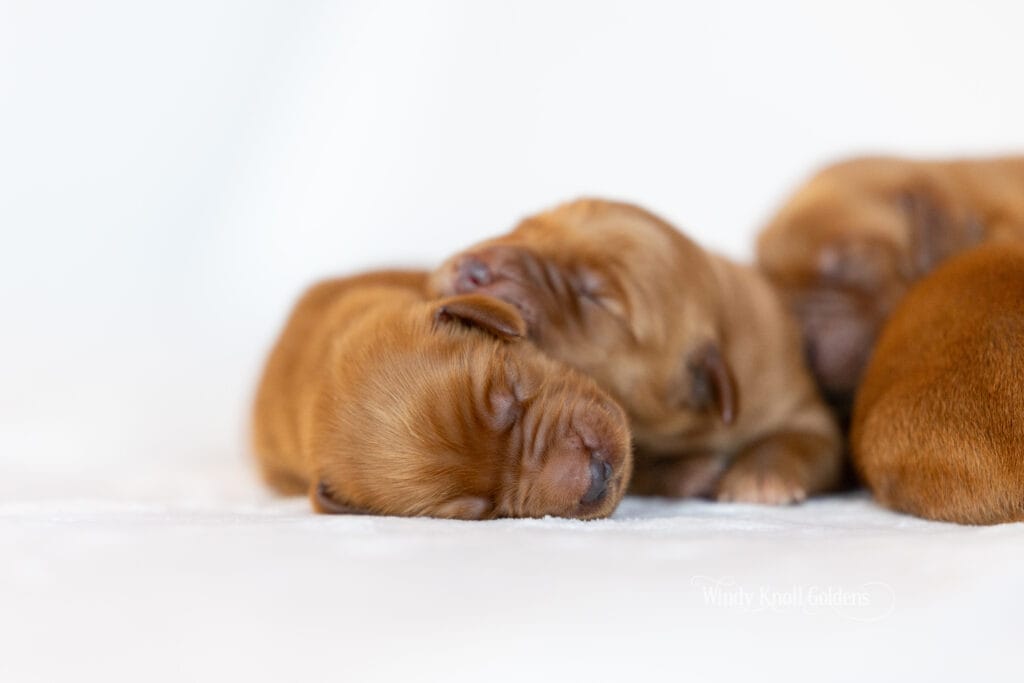 puppy photos