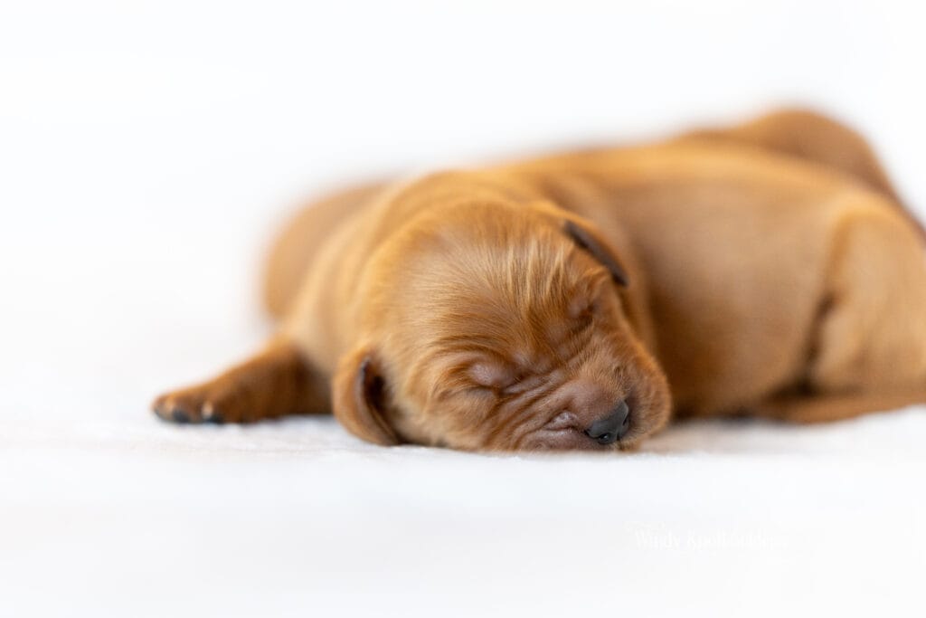 puppy photos