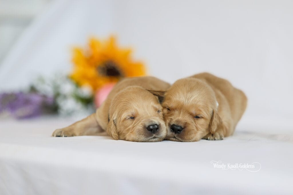 golden retreiver puppies