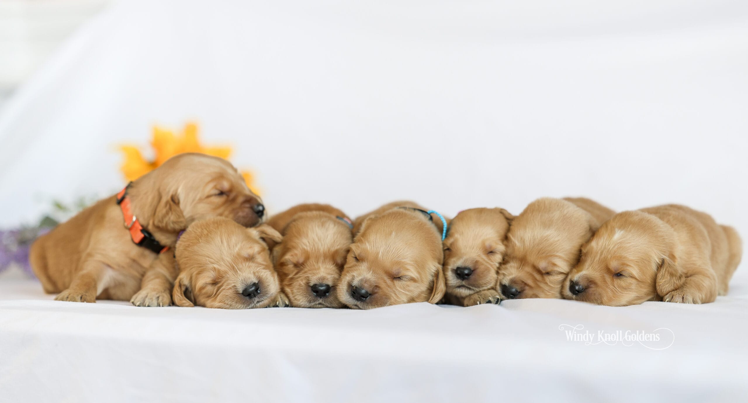 puppies
