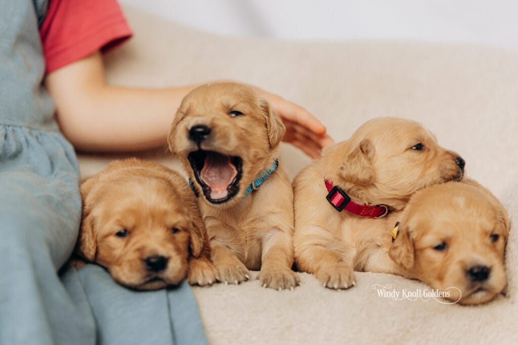 3 week old puppies
