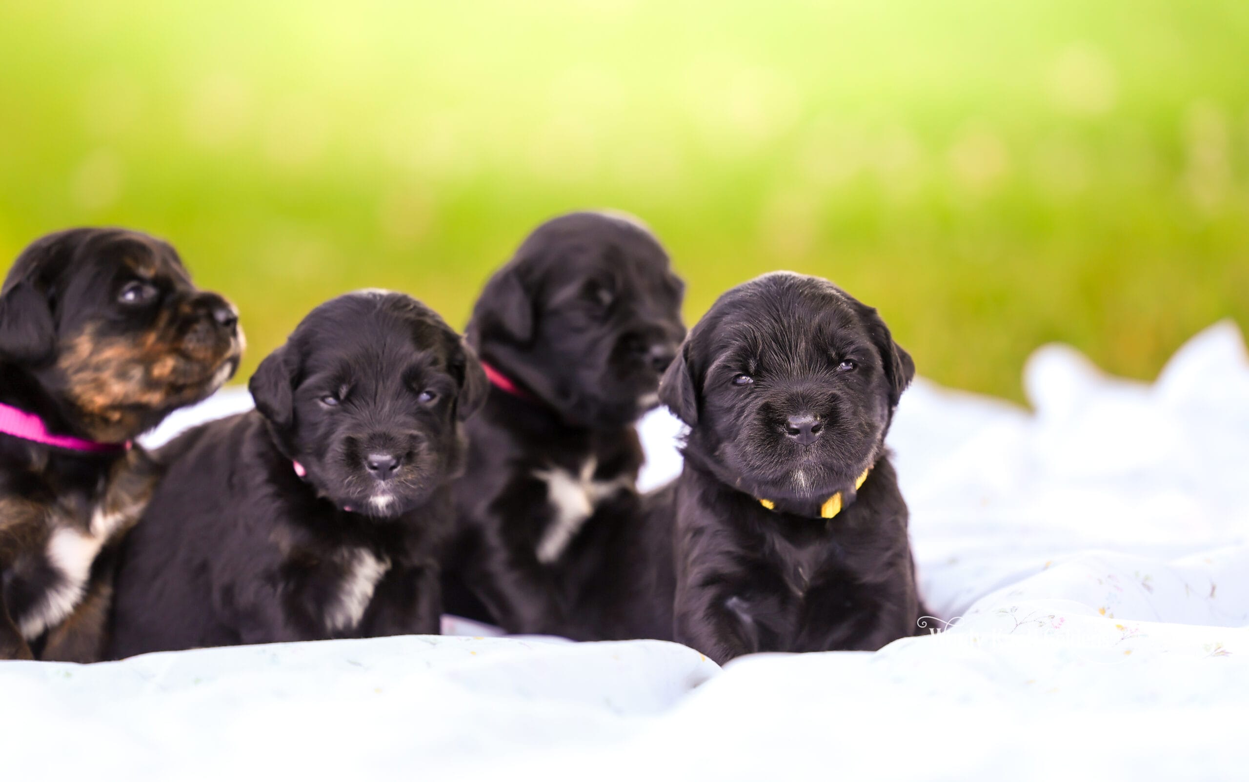 Golden Mountain Puppies In Maine