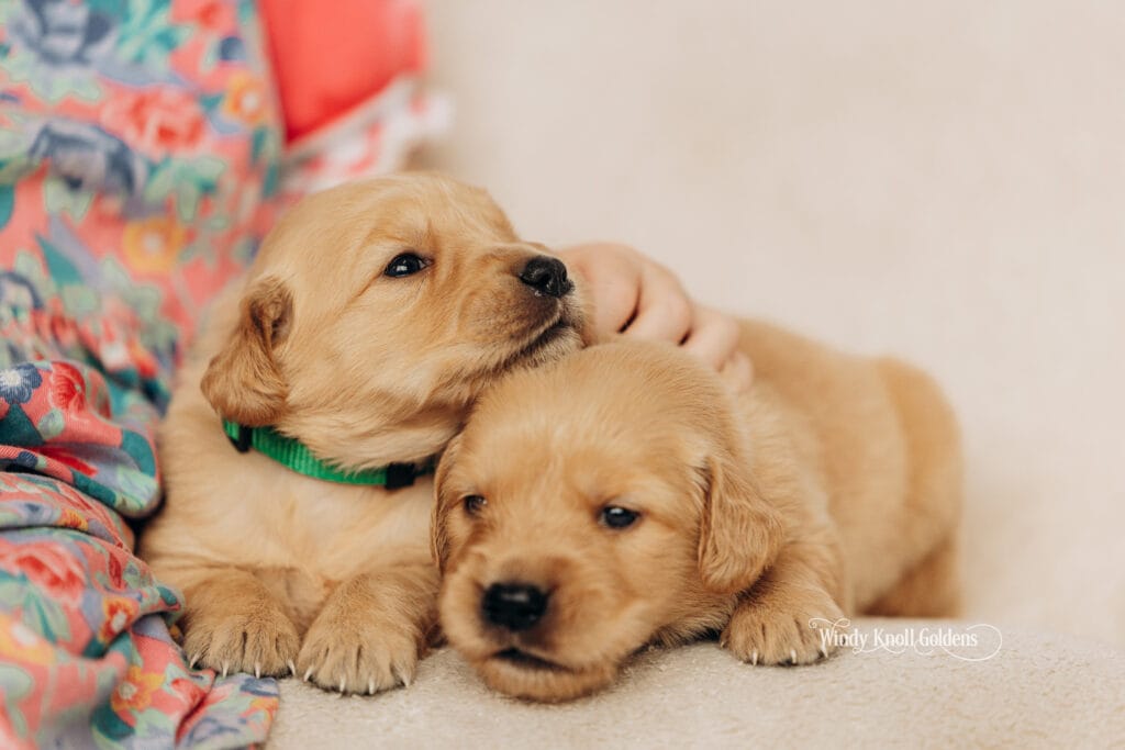 3 weeks old