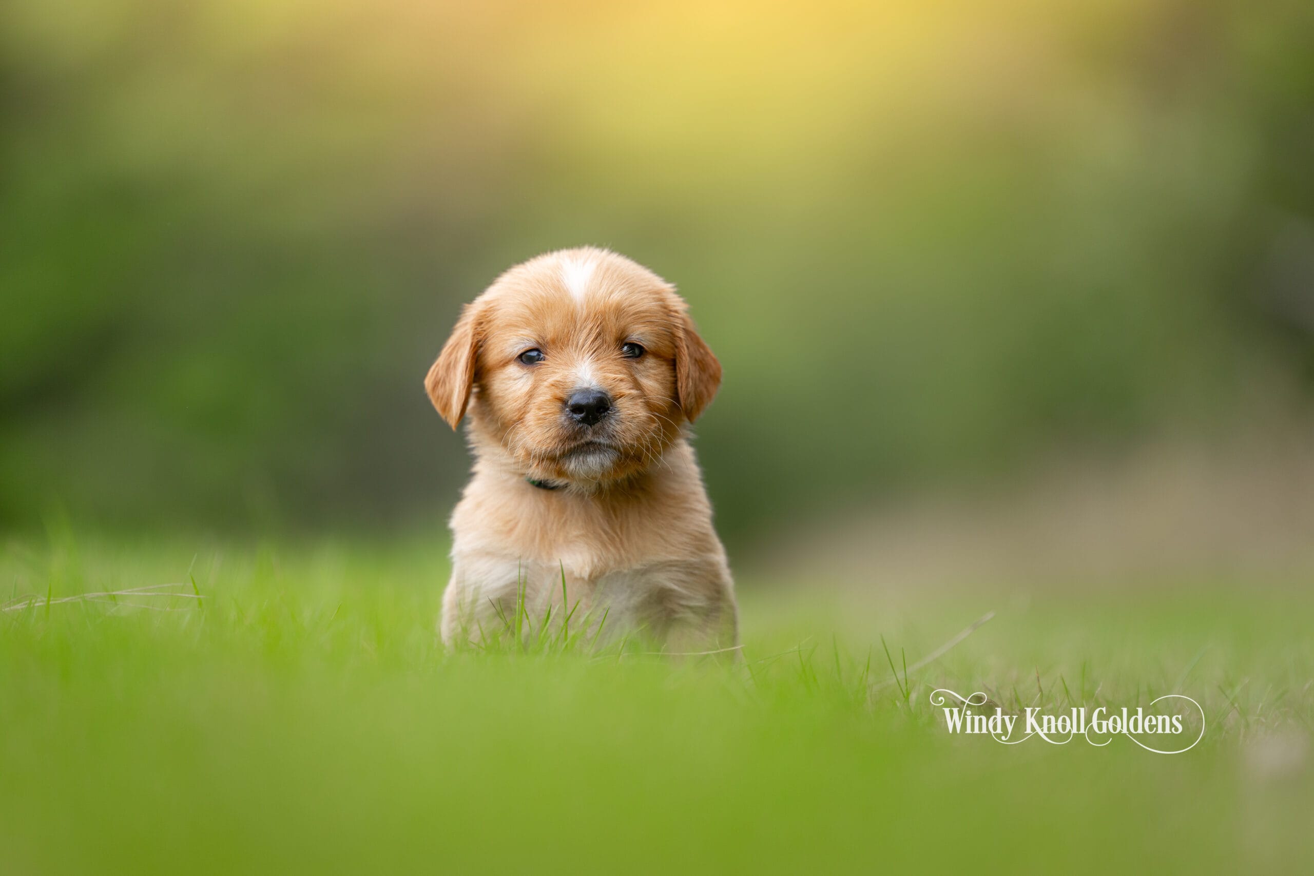 A golden retriever puppy sitting quietly on the grass outdoors at Windy Knoll Goldens in Bradford, Maine.