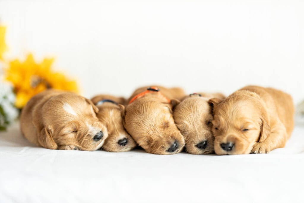 cute puppies in maine