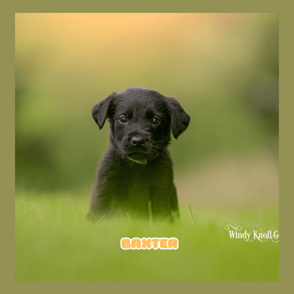 Golden Shepherd puppies available in maine
