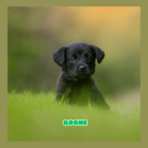 Golden Shepherd