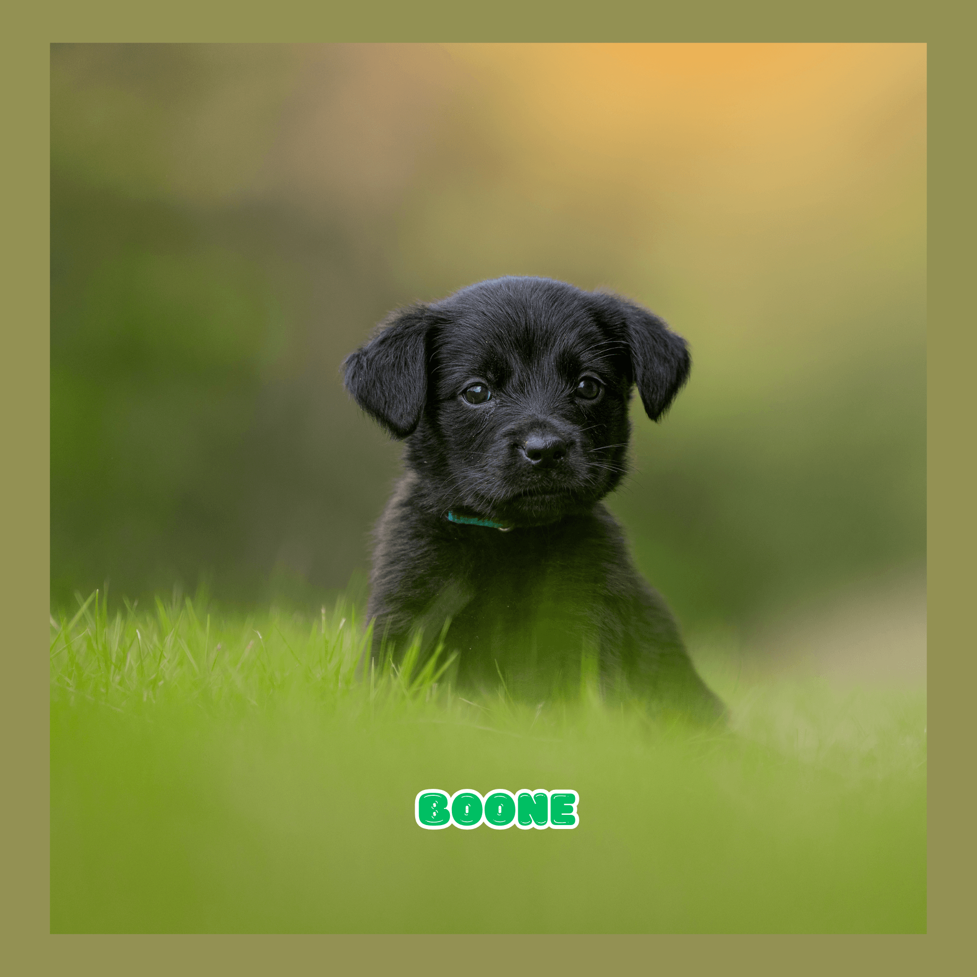 Golden Shepherd