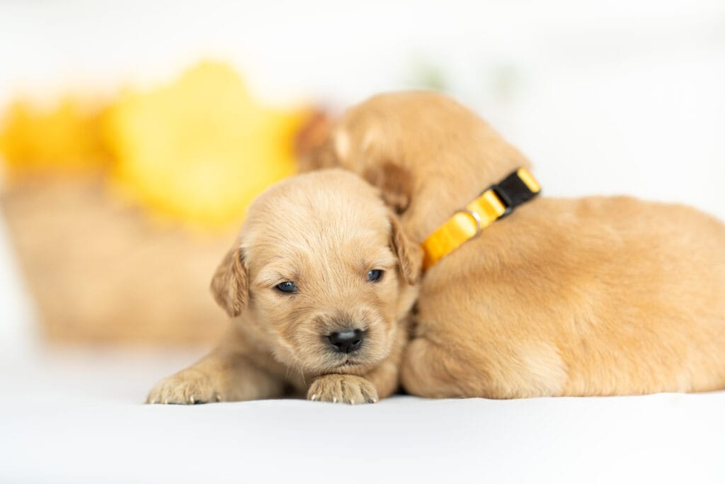 akc puppies 