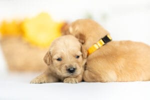 puppies