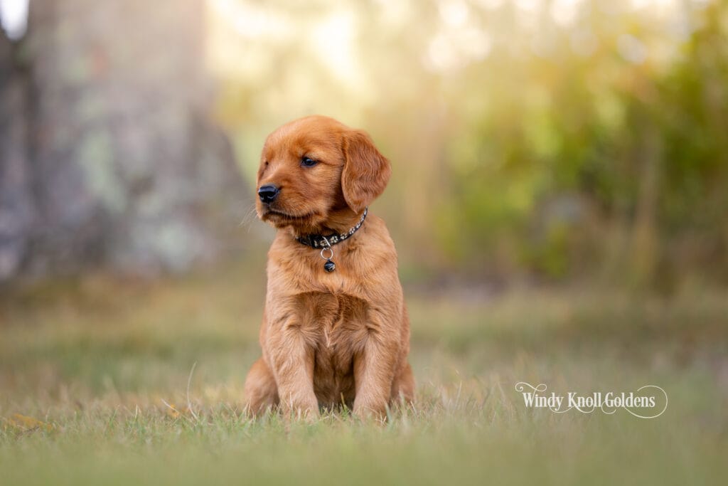 dark red golden retreiver puppies