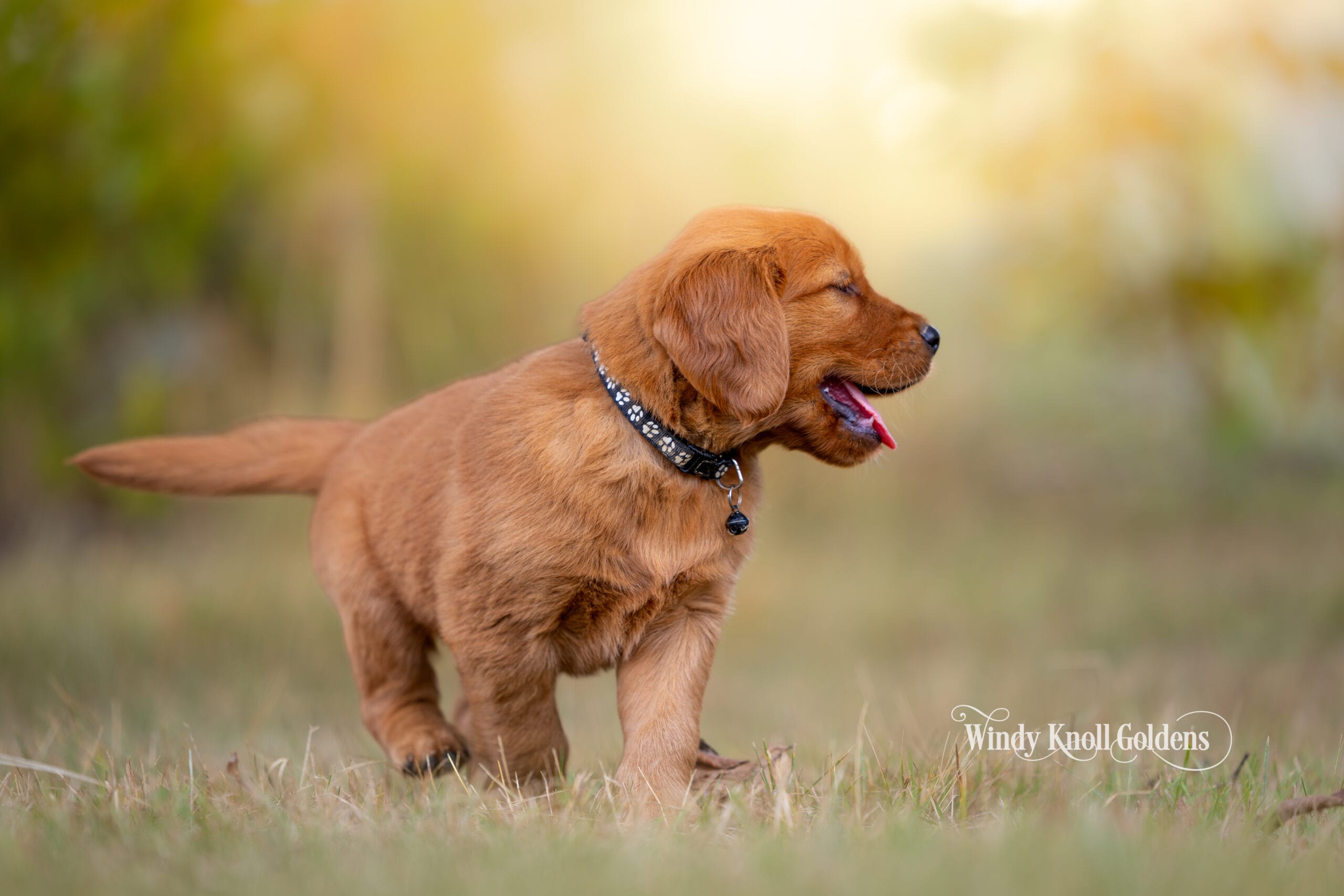 How To Choose A Golden Retriever Breeder