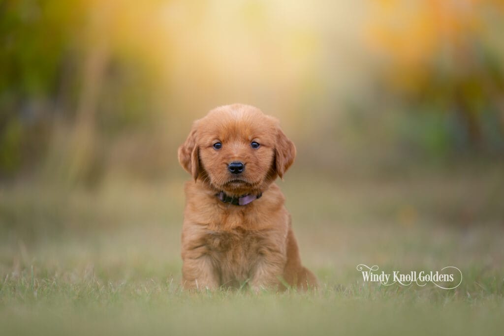 dark red puppies