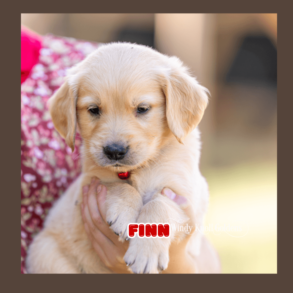 golden retreiver pupies