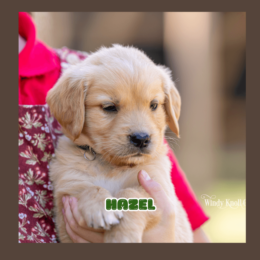 Golden Retreiver litter!