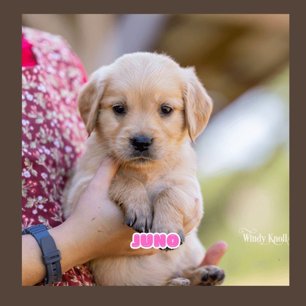 puppy photos