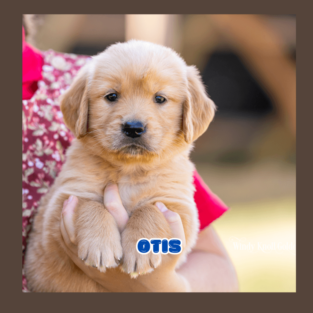 cute puppy