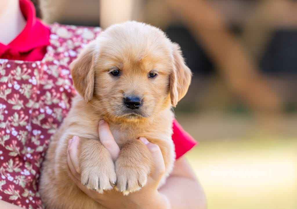 how to choose a golden retriever breeder