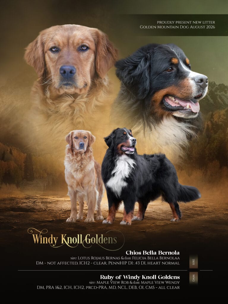 Golden Mountain Dog