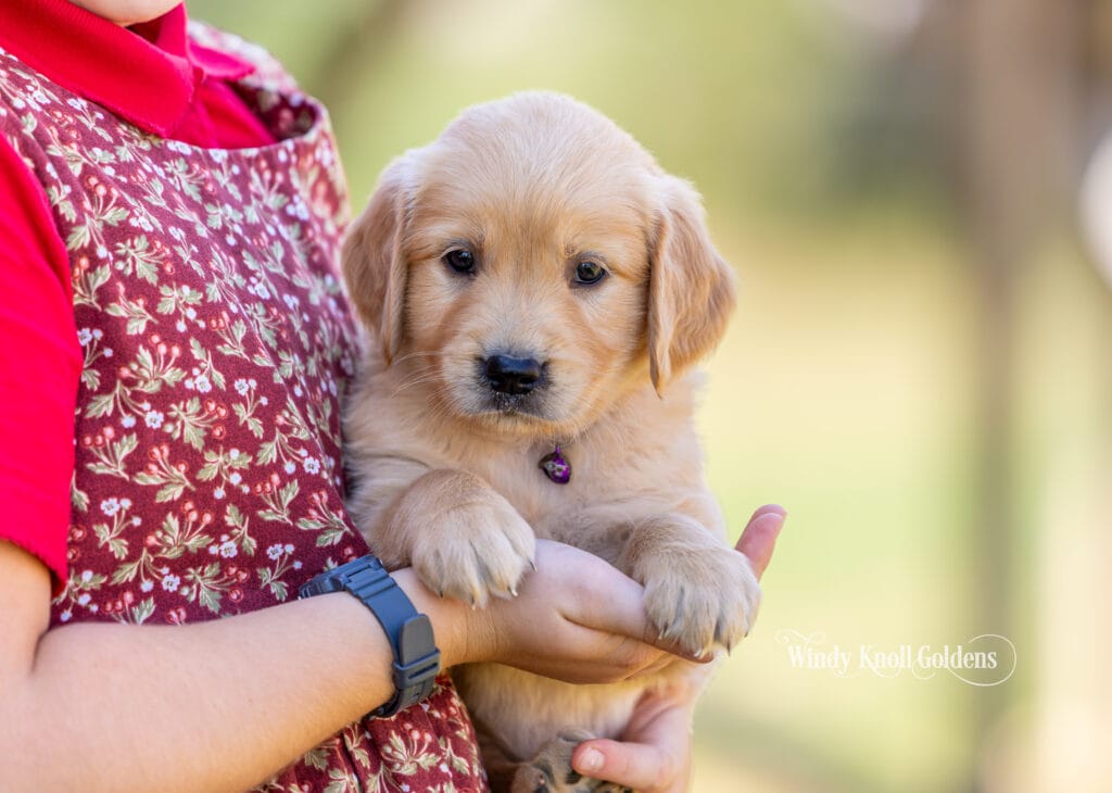 A golden retriever puppy in a purple collar held in a family's arms at Windy Knoll Goldens in Bradford Maine, the moment every puppy go home day checklist is written for