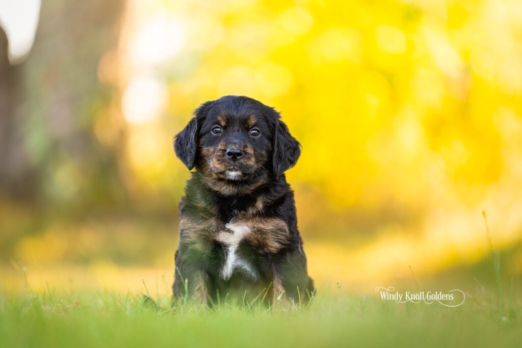 Golden Mountain Puppy