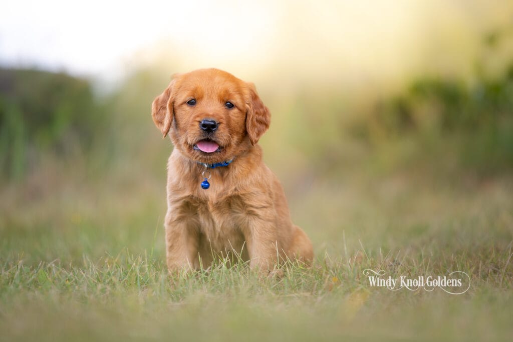 dark red golden retreiver puppies