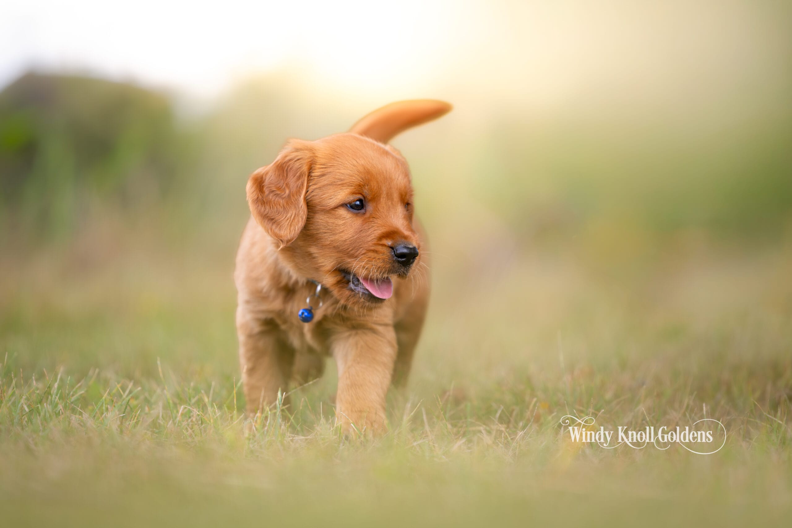 New puppy photos