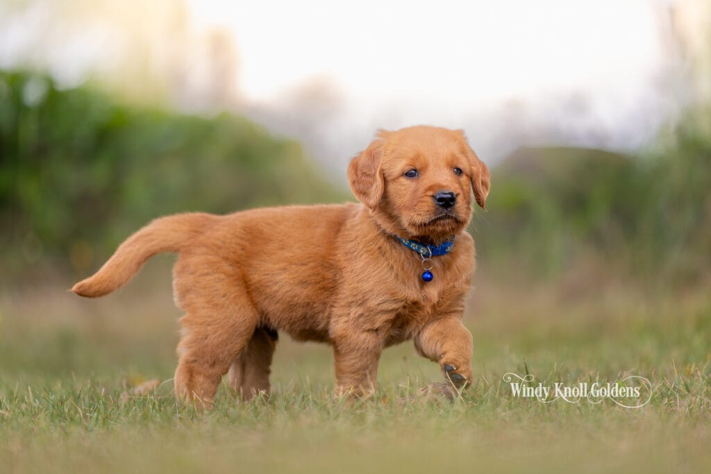 dark red puppies