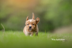 Puppy Go Home Day Checklist