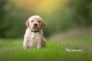 A golden retriever puppy standing alert in the grass with the field blurred behind at Windy Knoll Goldens.