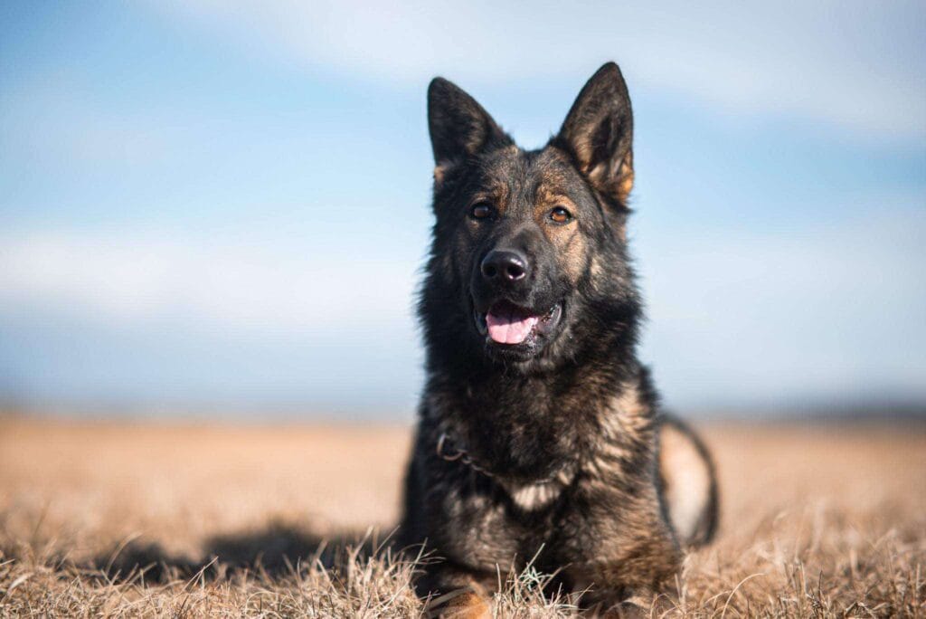 Golden Shepherd the best family dog