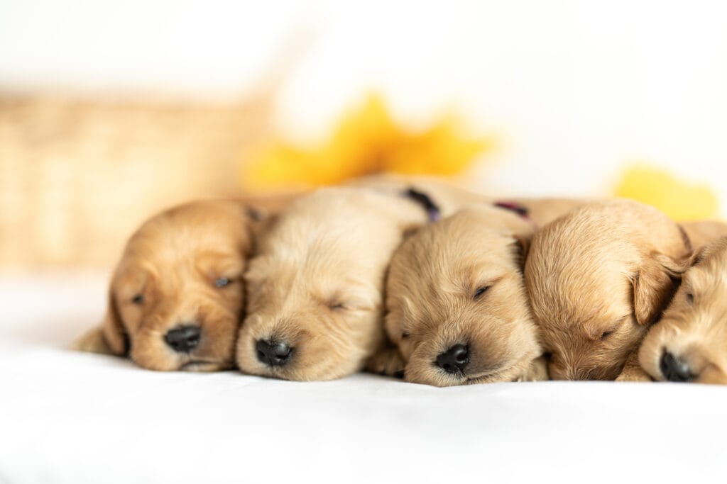 puppies