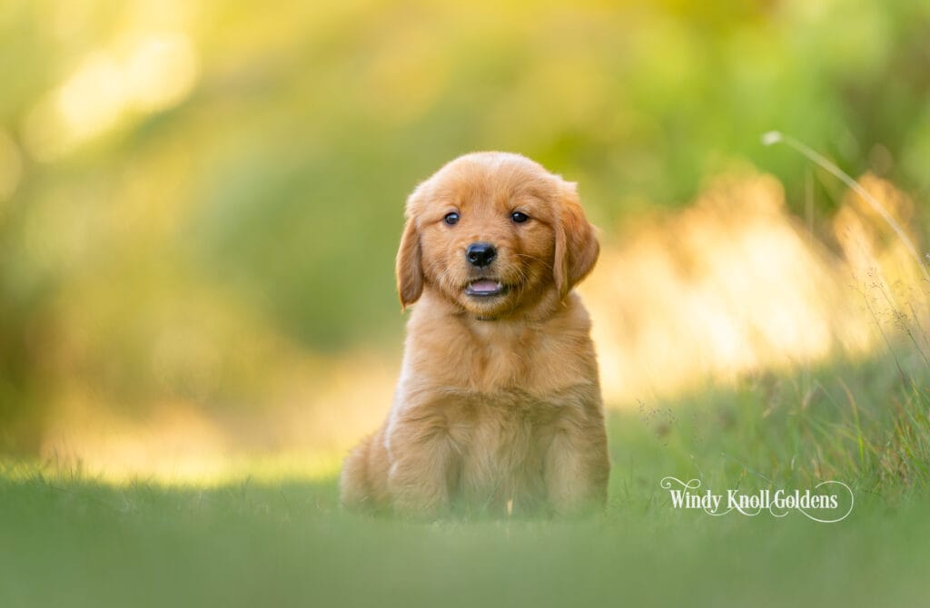 Dark Red Golden Retriever puppies