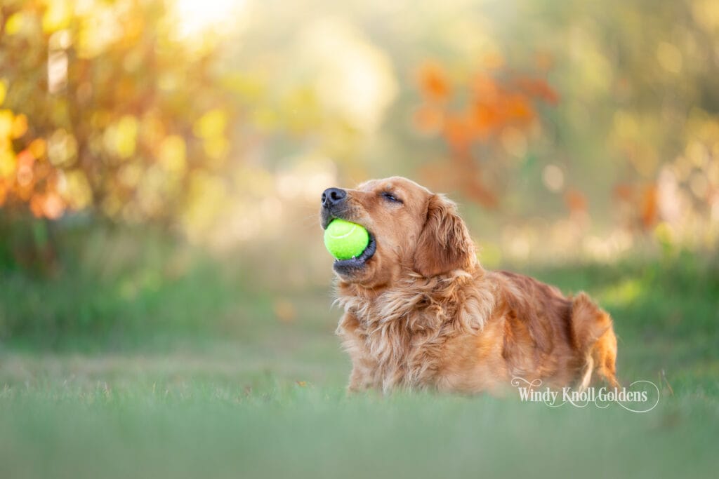 A golden retriever lying in the grass with a green tennis ball held in its mouth, autumn color blurred behind it, at Windy Knoll Goldens in Bradford, Maine.