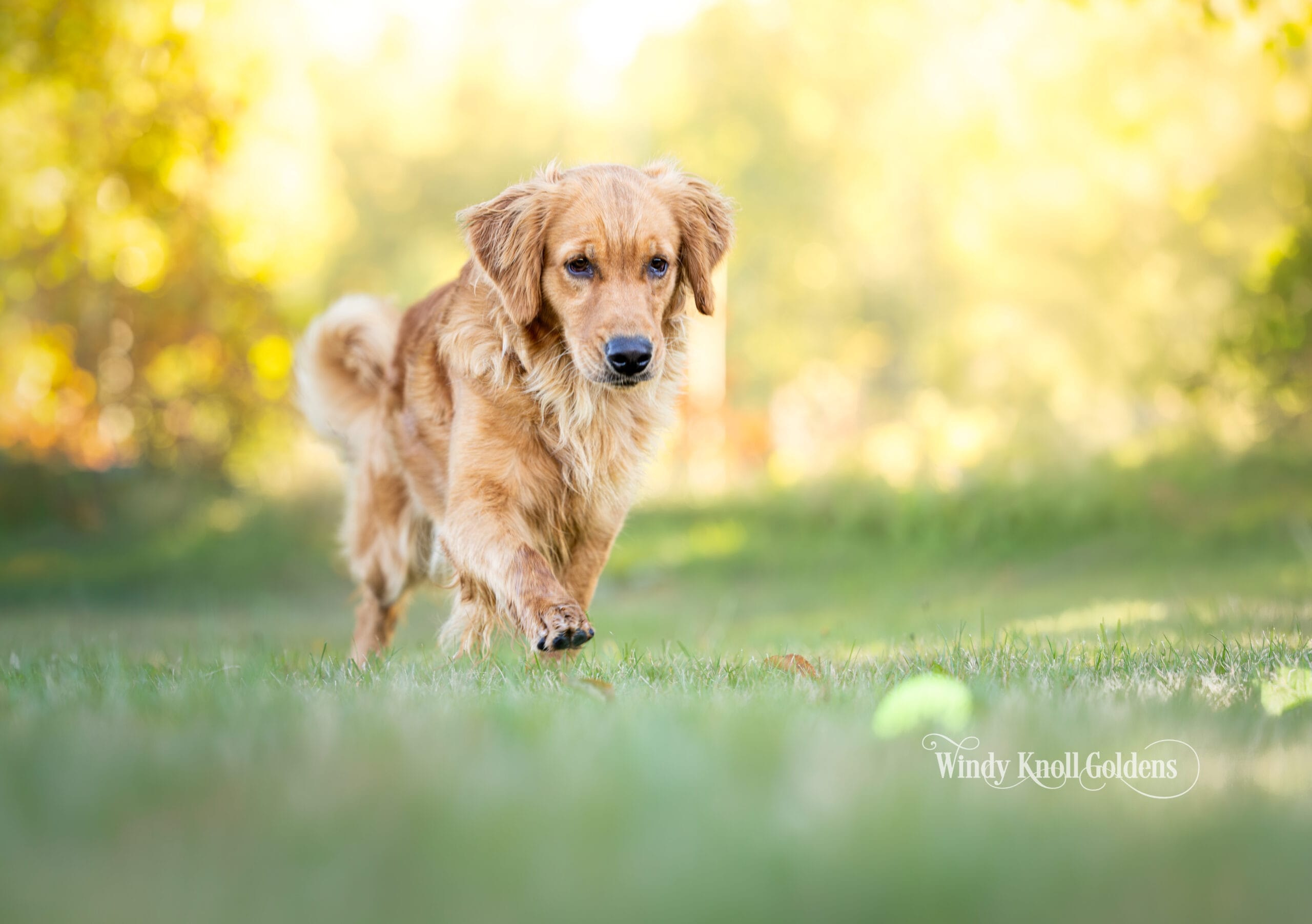 Amber, one of our golden retrievers, walking across the grass toward a tennis ball lying just ahead of her at Windy Knoll Goldens in Bradford, Maine.