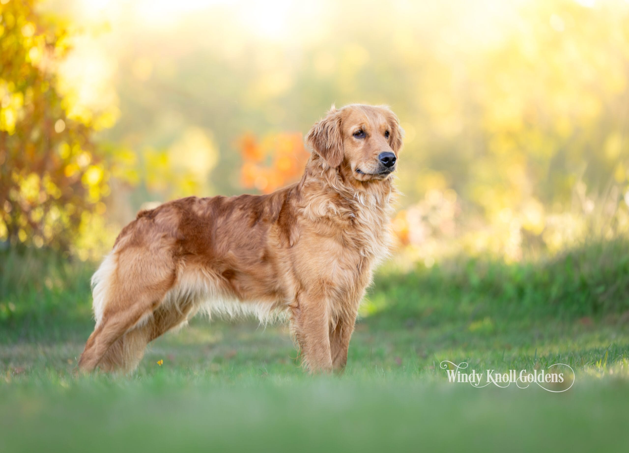Amber standing in profile on the grass and looking off to her right, the ruff around her neck catching the light, with turning trees behind her at Windy Knoll Goldens in Bradford, Maine.