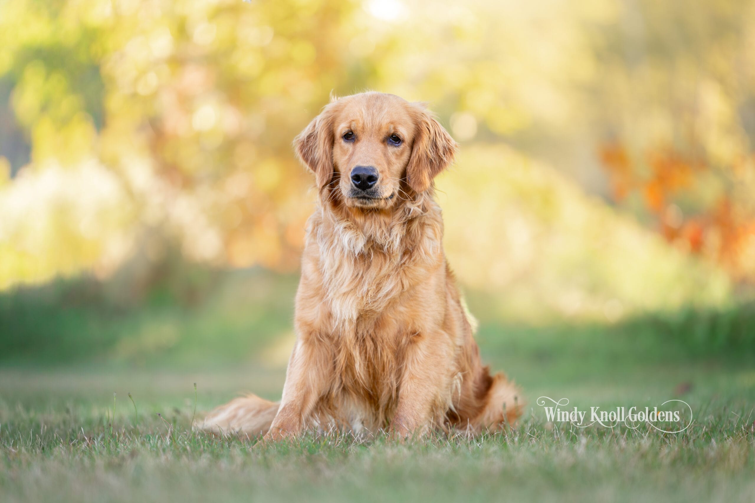 Amber sitting in the grass with her ears up and the wave showing in her coat, autumn color blurred in the trees behind her at Windy Knoll Goldens in Bradford, Maine.