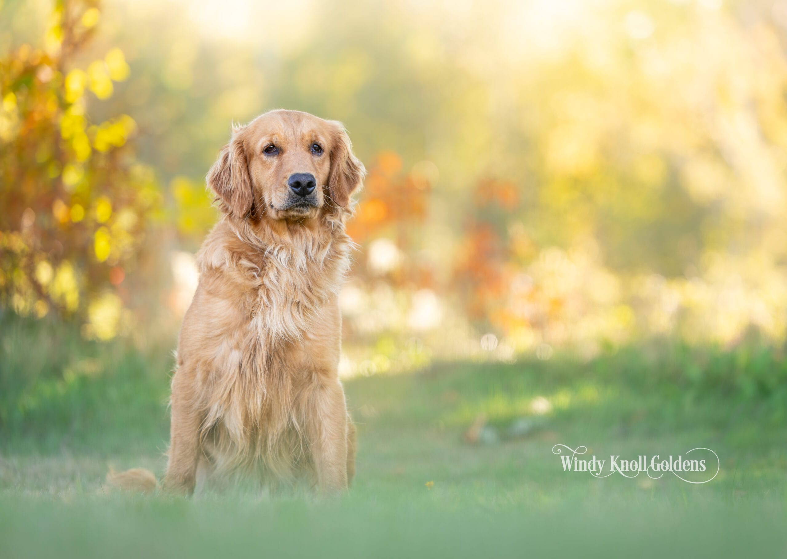 A close portrait of Amber sitting quietly with her tail down and her gaze straight ahead, on the grass at Windy Knoll Goldens in Bradford, Maine.