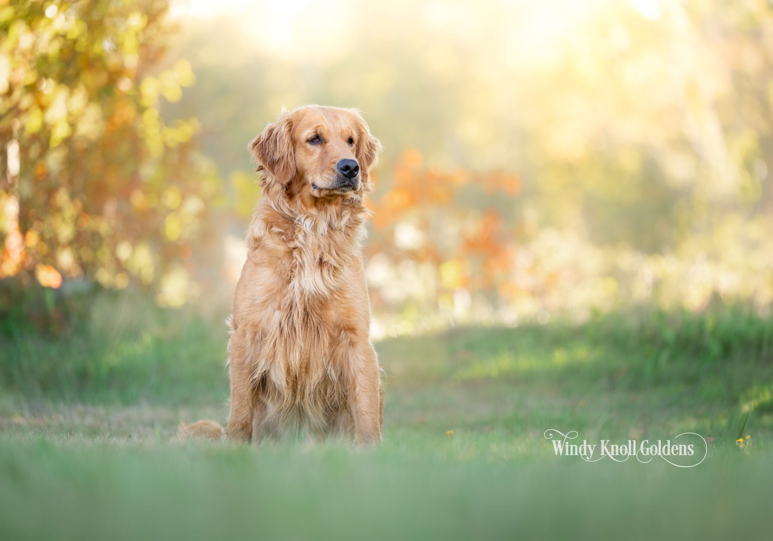 Amber sitting on the green grass with her head turned to the side and orange autumn leaves blurred behind her at Windy Knoll Goldens in Bradford, Maine.