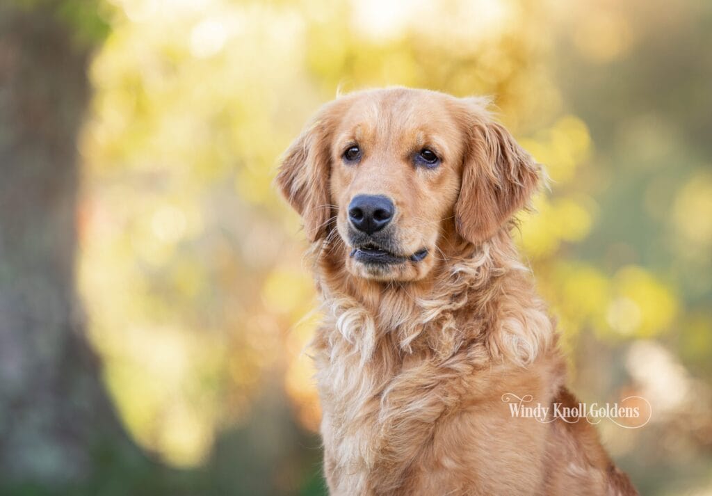 Amber, our honey golden retriever, photographed here on the farm at Windy Knoll Goldens in Bradford, Maine.