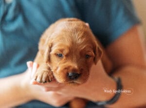 Bambi, the red collar boy from Emerald and Bradford's dark red litter, held in a pair of hands with both eyes open at Windy Knoll Goldens in Bradford, Maine.