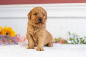 Bambi, one of Bradford and Emerald's 4 week old golden retriever puppies, standing on a soft cream blanket in front of a sunflower backdrop at Windy Knoll Goldens in Bradford, Maine.