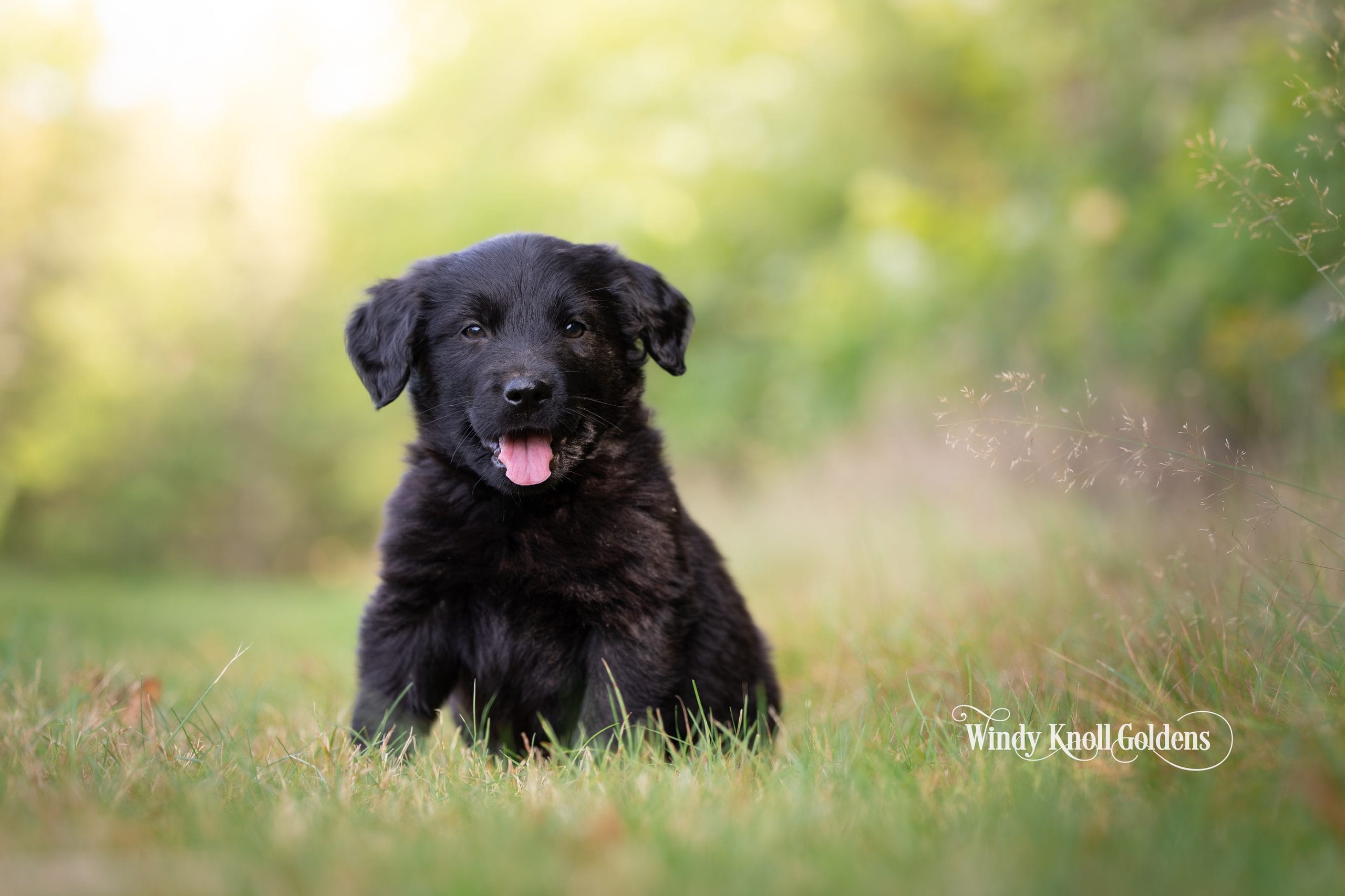 Bear, a solid black golden shepherd puppy from the Bradford and Chytta litter, sitting in the grass with his tongue out.