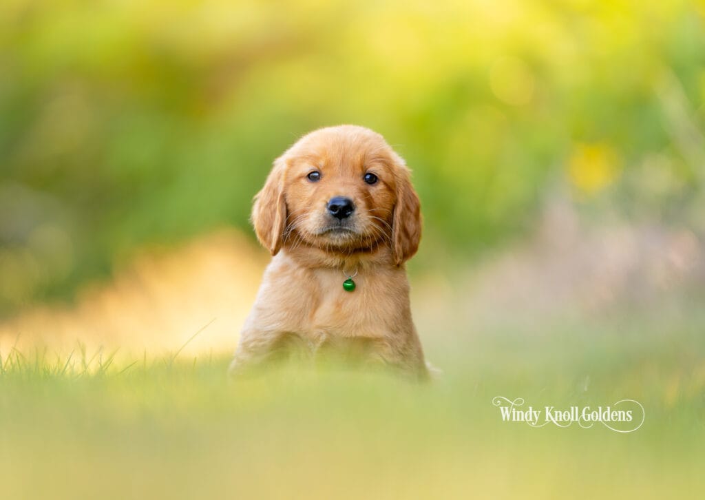 Golden Retriever puppies