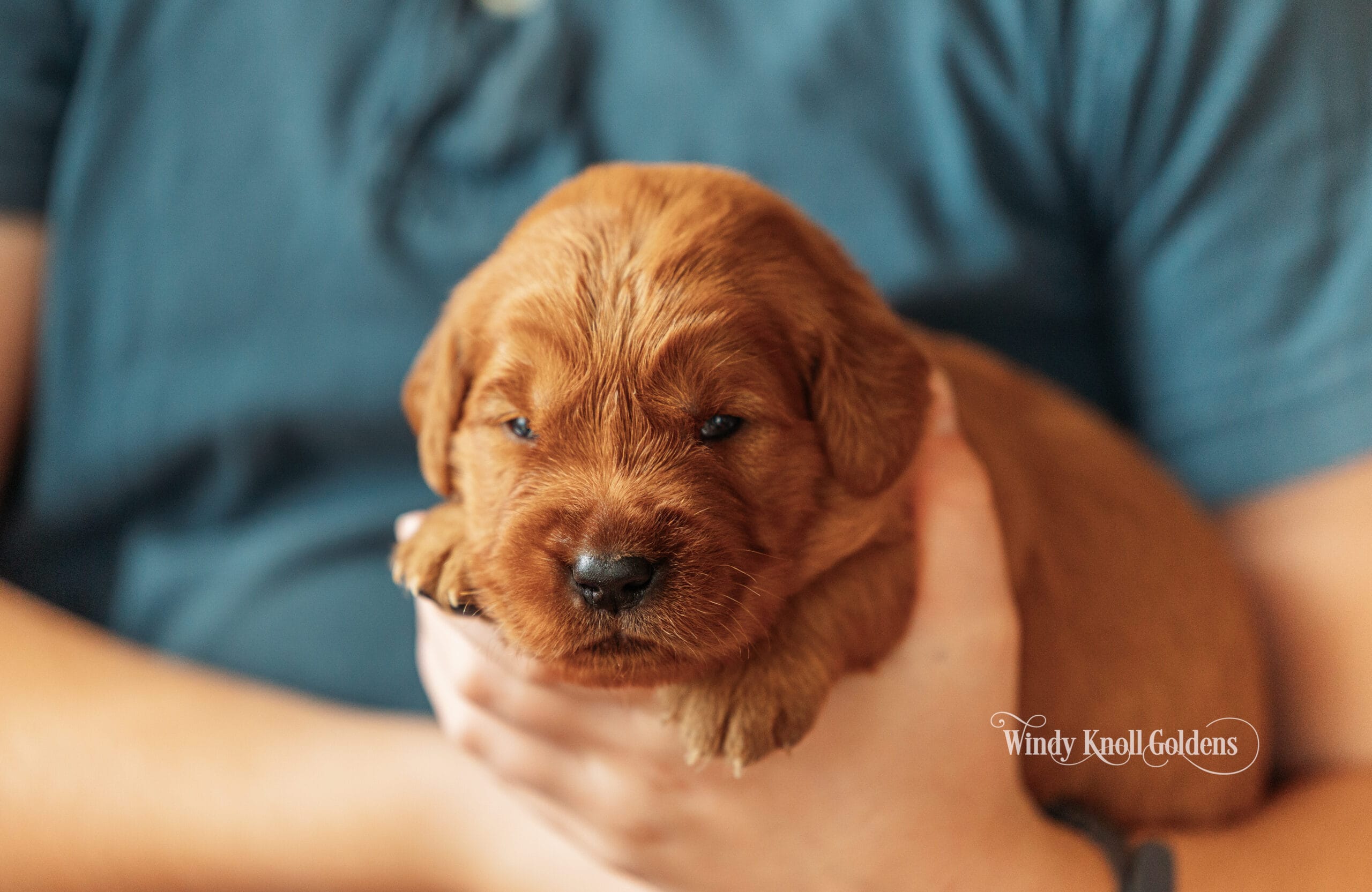 Cinderella, the yellow collar girl, resting in cupped hands with a deep red gold coat and her eyes closed, at the farm in Bradford, Maine.