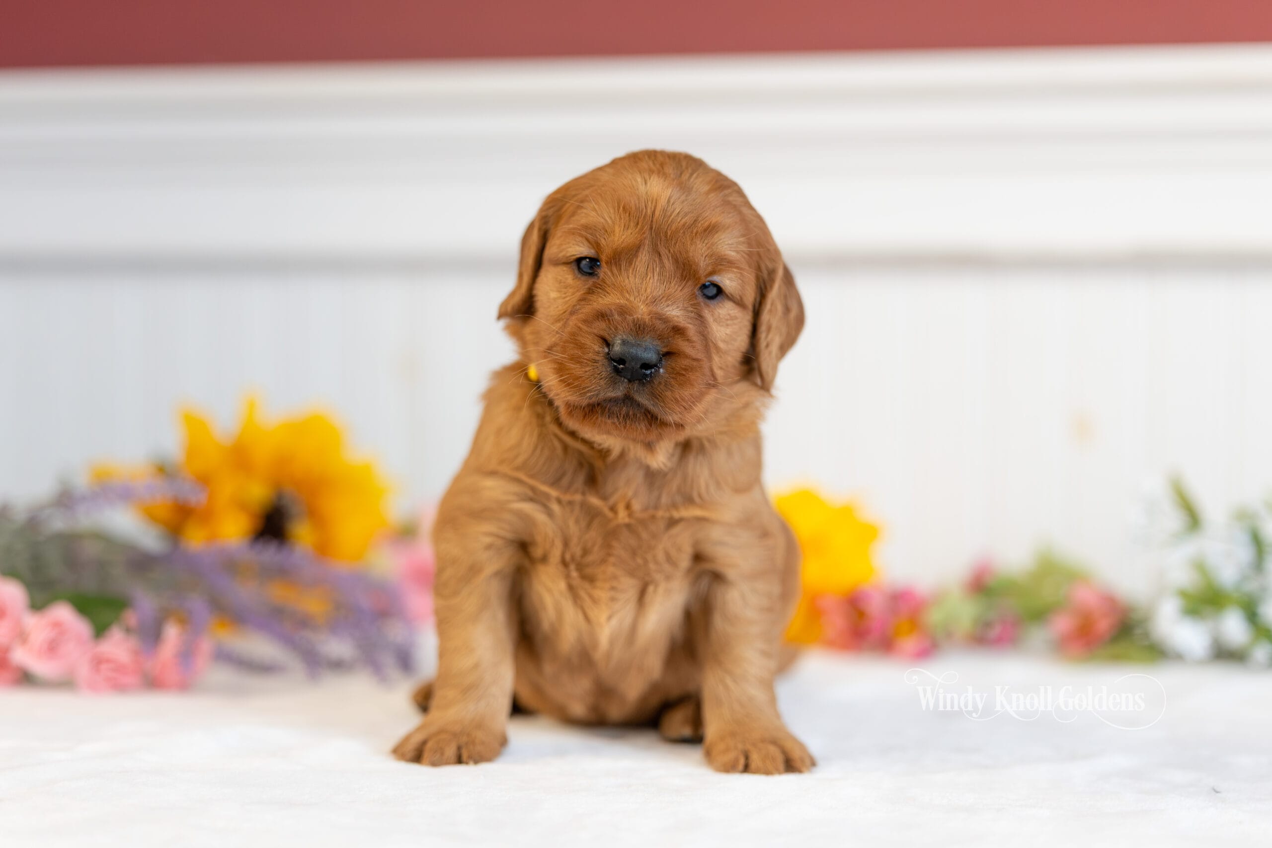 Cinderella, the yellow collar girl from Emerald's litter, sitting up and looking straight at the camera against a backdrop of yellow and pink flowers at Windy Knoll Goldens in Bradford, Maine.