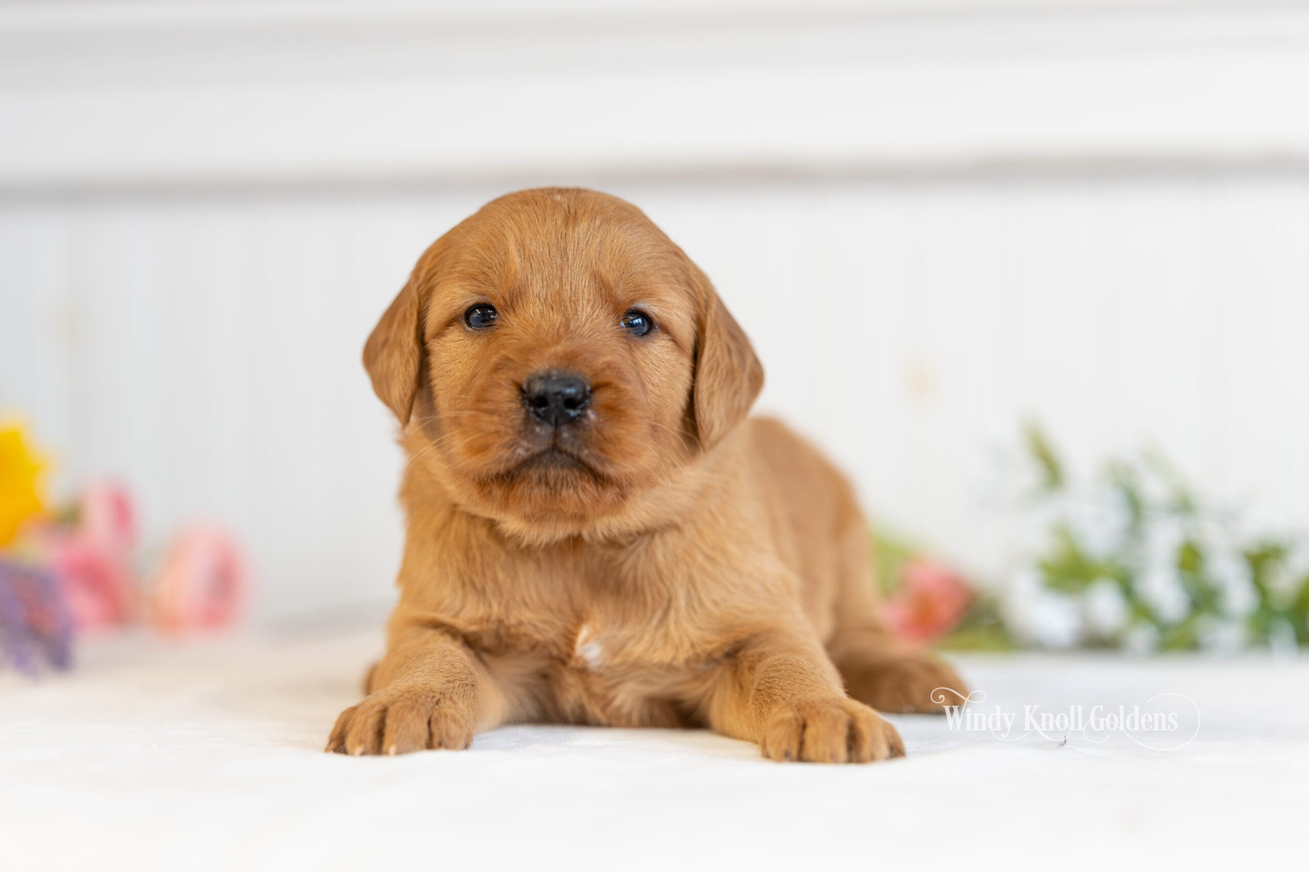 Dopey, one of Emerald's golden retriever puppies at four weeks old, lying down with his eyes open and a blur of pink and purple flowers behind him at Windy Knoll Goldens in Bradford, Maine.