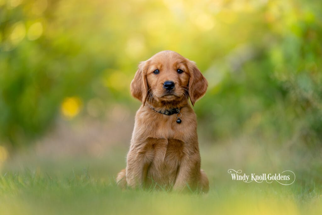 Golden Puppies
